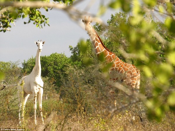 У Кенії "чіпували" єдиного в світі білого жирафа